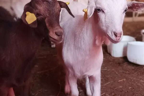 Keleş Çiftliği Keçi Sütü Ve Süt Ürünleri - Resim 4
