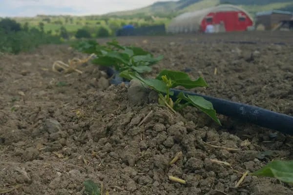 Keleş Çiftliği Keçi Sütü Ve Süt Ürünleri - Resim 14