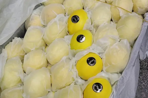 Antalya Büyükşehir Belediyesi Toptancı Hal Kompleksi - Resim 2
