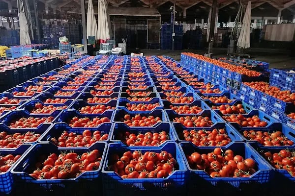 Antalya Büyükşehir Belediyesi Toptancı Hal Kompleksi - Resim 10