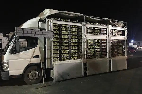 Antalya Büyükşehir Belediyesi Toptancı Hal Kompleksi - Resim 5