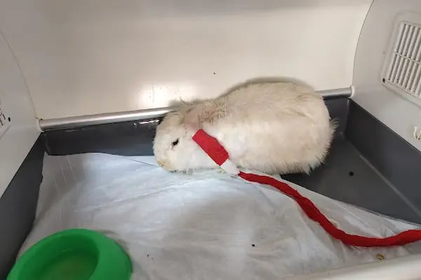 Pet-inn Veteriner Kliniği - Resim 17