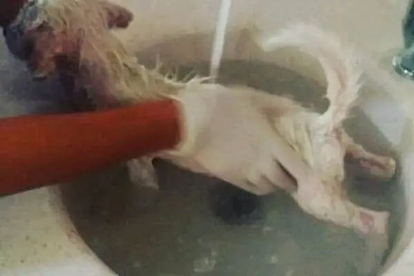 Pet-inn Veteriner Kliniği - Resim 5