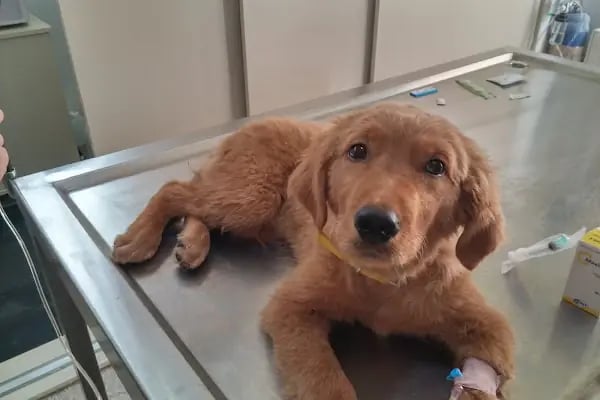 Pet-inn Veteriner Kliniği - Resim 19