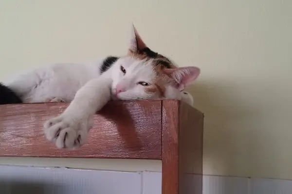Pet-inn Veteriner Kliniği - Resim 15