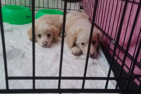 Pet-inn Veteriner Kliniği - Resim 8