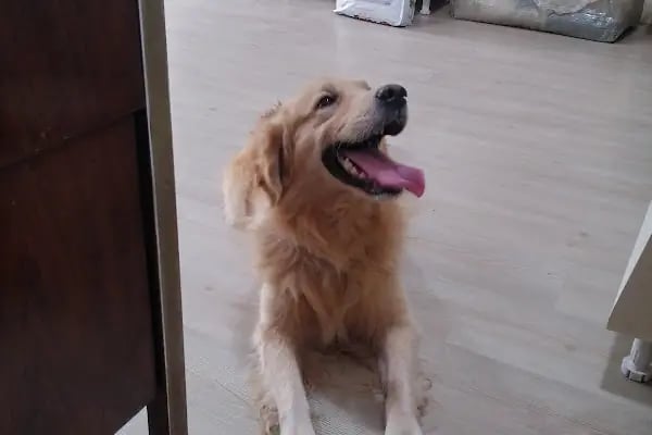 Pet-inn Veteriner Kliniği - Resim 20