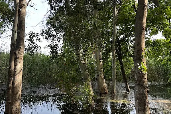 Kırkgöz Gölü - Resim 4
