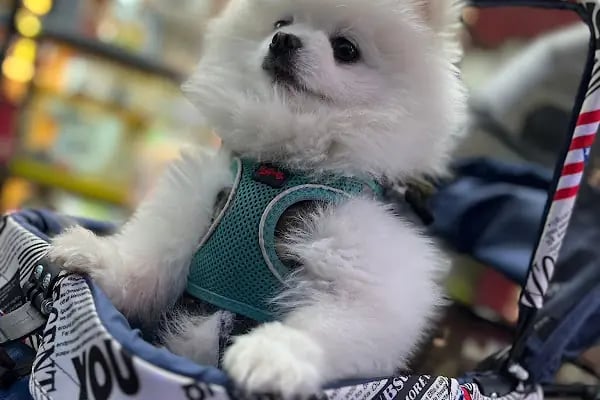 PET STORE KONYAALTI - Resim 9