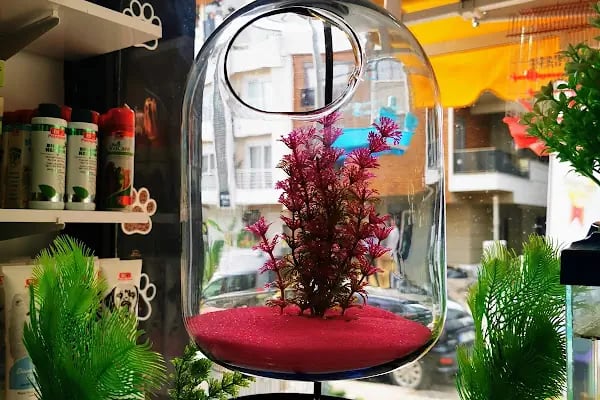 PET STORE KONYAALTI - Resim 6