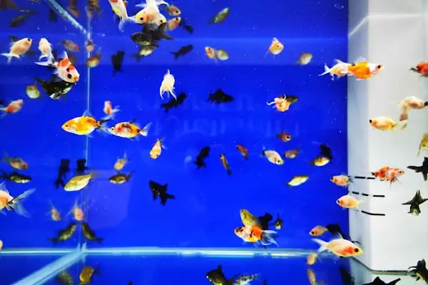 PET STORE KONYAALTI - Resim 7