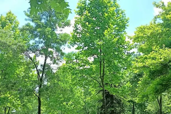 Hikmet Şahin Kültür Parkı - Resim 13