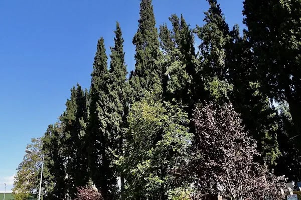 Alaşar Mezarlığı - Resim 20