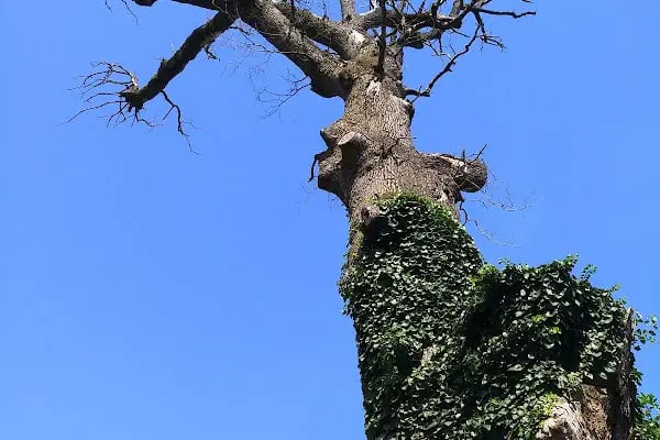Meşe Ağacı Tabiat Anıtı - Resim 1