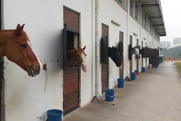 Bursa Atlı Spor Kulübü - Resim 9