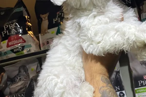 Loca store PETSHOP - Resim 8