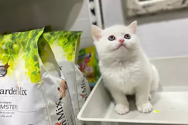 Loca store PETSHOP - Resim 11