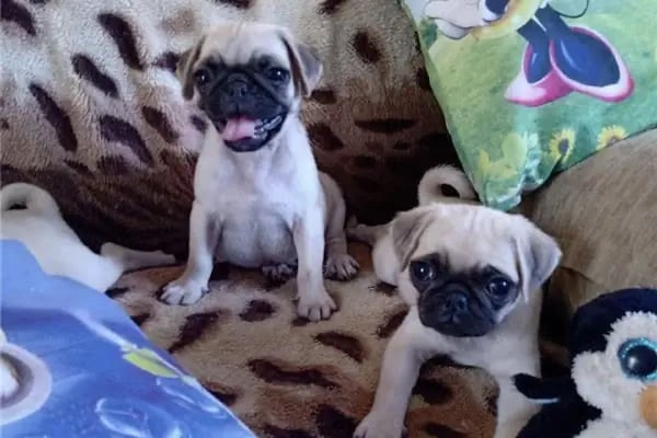 Loca store PETSHOP - Resim 18
