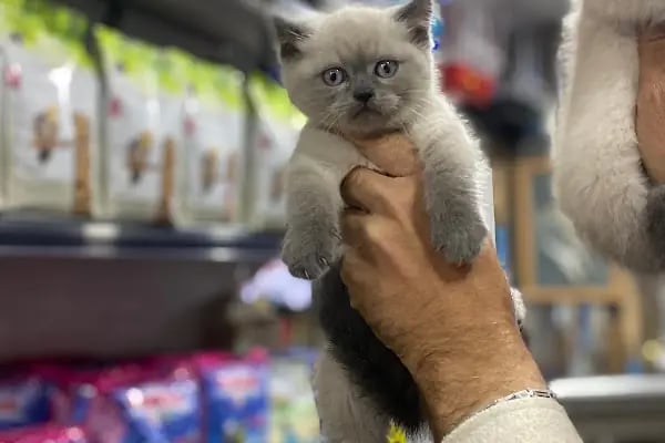Loca store PETSHOP - Resim 3