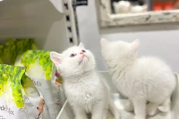 Loca store PETSHOP - Resim 14