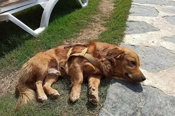 Paterica Bıyıklı Beach - Resim 10