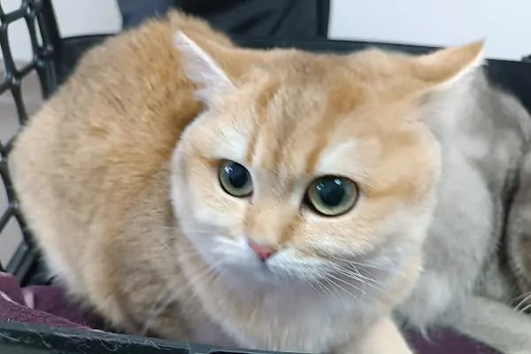 Midyat Deva Pet Veteriner Kliniği - Resim 11