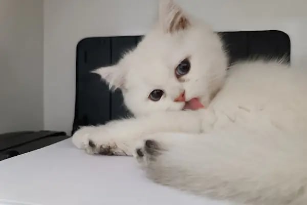 Midyat Deva Pet Veteriner Kliniği - Resim 6