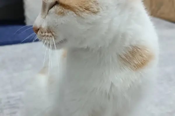 Midyat Deva Pet Veteriner Kliniği - Resim 13