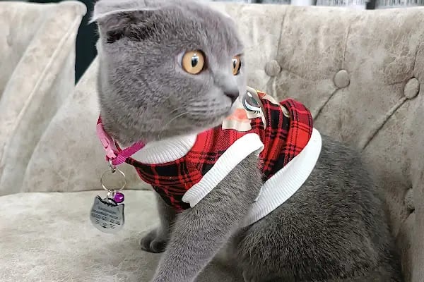 Midyat Deva Pet Veteriner Kliniği - Resim 7