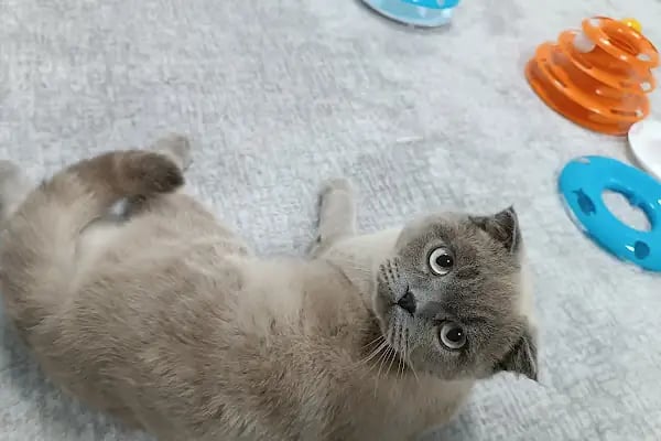 Midyat Deva Pet Veteriner Kliniği - Resim 10
