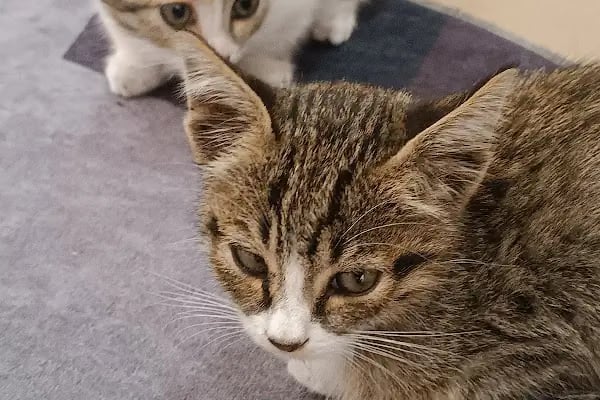 Midyat Deva Pet Veteriner Kliniği - Resim 3