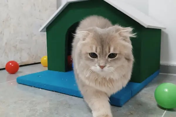 Midyat Deva Pet Veteriner Kliniği - Resim 4