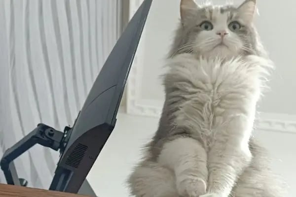 Midyat Deva Pet Veteriner Kliniği - Resim 17