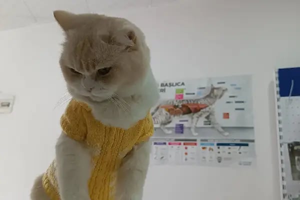 Midyat Deva Pet Veteriner Kliniği - Resim 15