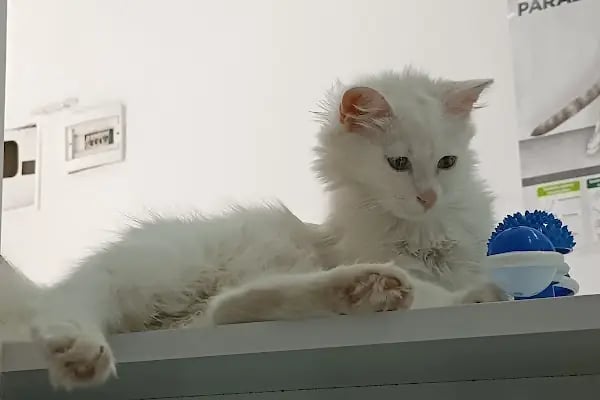 Midyat Deva Pet Veteriner Kliniği - Resim 2