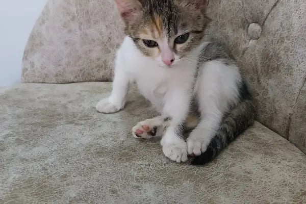 Midyat Deva Pet Veteriner Kliniği - Resim 5