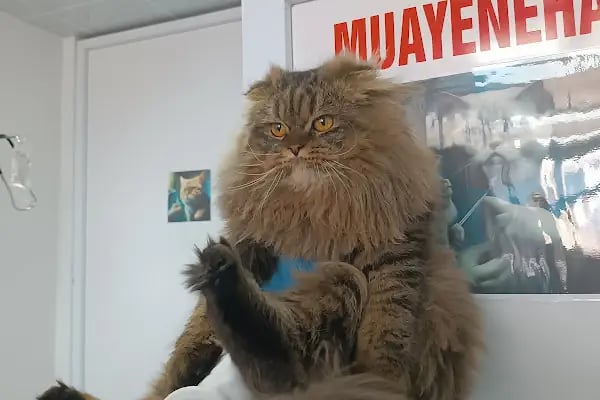Midyat Deva Pet Veteriner Kliniği - Resim 20