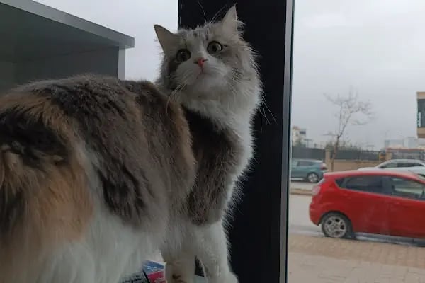 Midyat Deva Pet Veteriner Kliniği - Resim 12