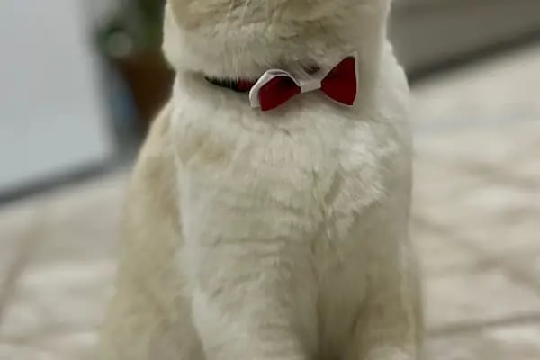 Midyat Deva Pet Veteriner Kliniği - Resim 19