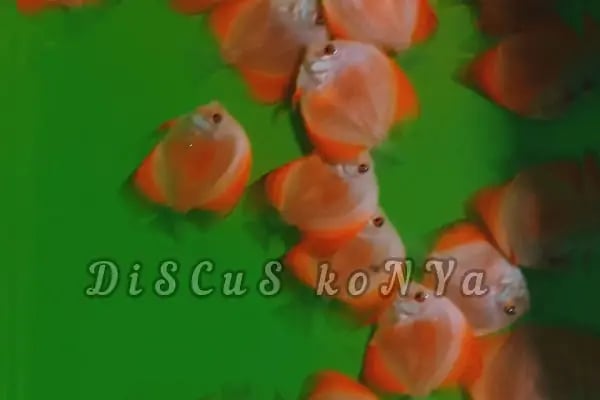 Discus KONYA - Resim 18
