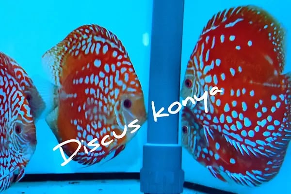 Discus KONYA - Resim 17