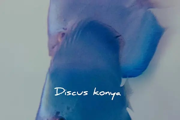 Discus KONYA - Resim 14