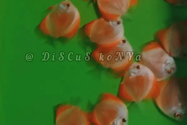 Discus KONYA - Resim 10