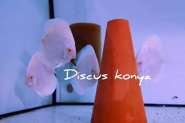 Discus KONYA - Resim 3