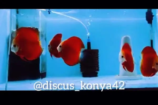 Discus KONYA - Resim 13