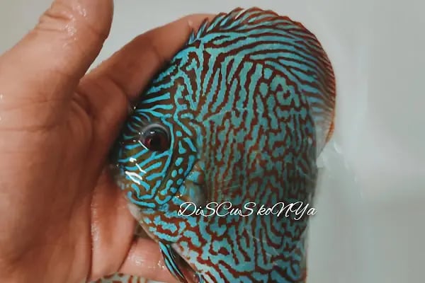 Discus KONYA - Resim 11