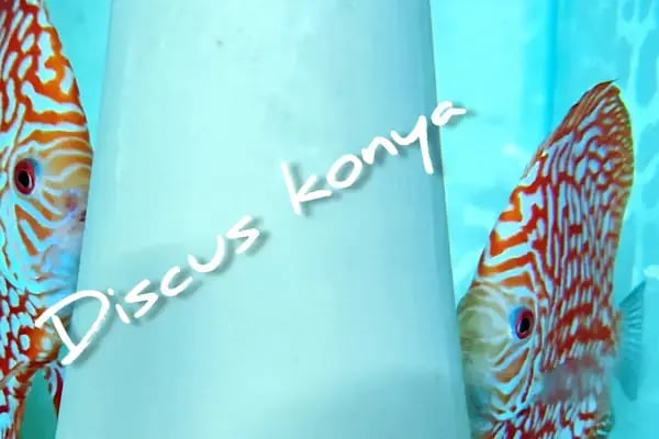 Discus KONYA - Resim 2