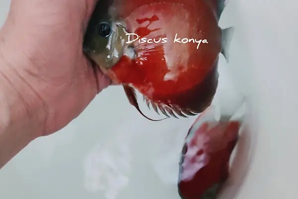 Discus KONYA - Resim 7