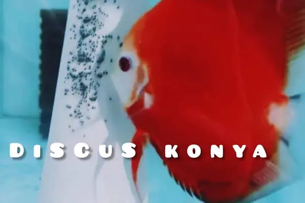 Discus KONYA - Resim 16