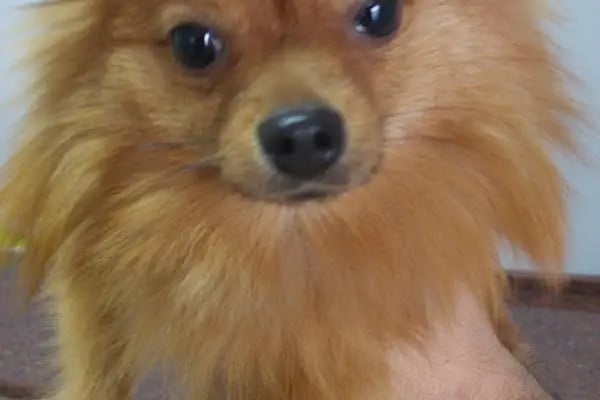 MyPet Veteriner Kliniği - Resim 15